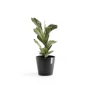 مركن فايبر موديل ECOPOTS VENICE 30*26 - رمادي غامق
