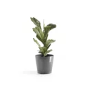 مركن فايبر موديل ECOPOTS VENICE 30*26 - رمادي
