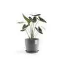 مركن فايبر موديل ECOPOTS SANKARA 40*35 - رمادي مزرق